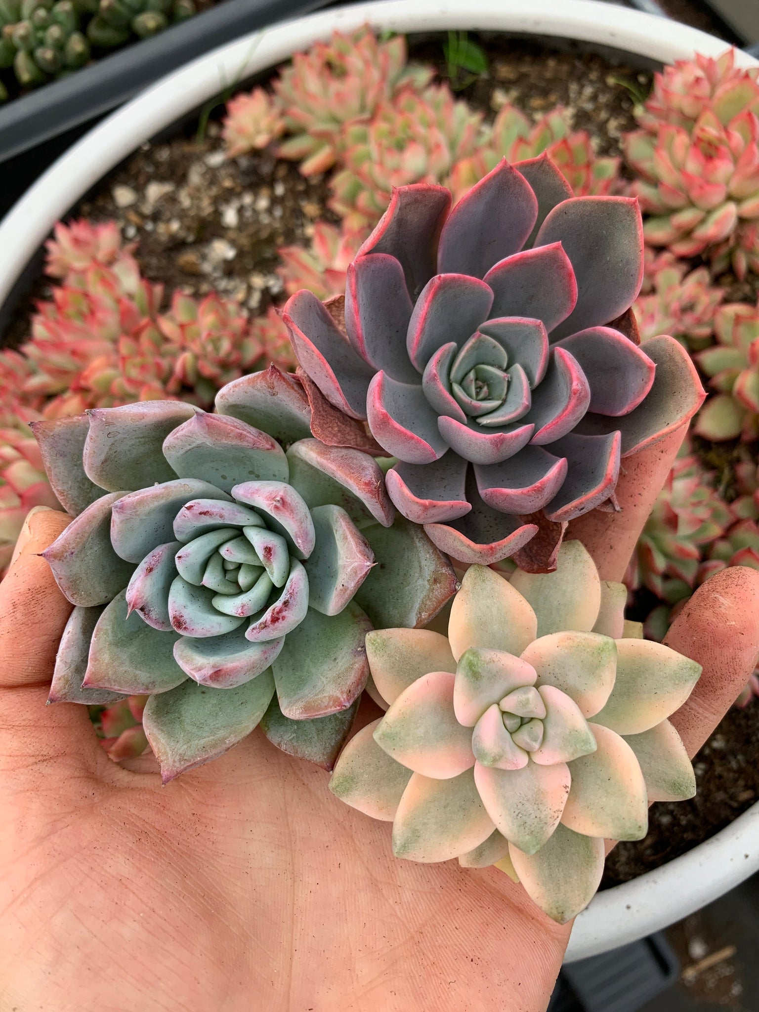 succulent combo plant Succulent combo J