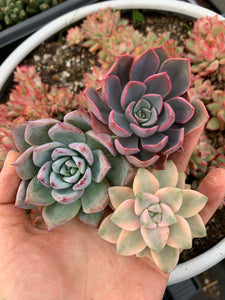 Succulent combo J - April Farm/Rare Succulents