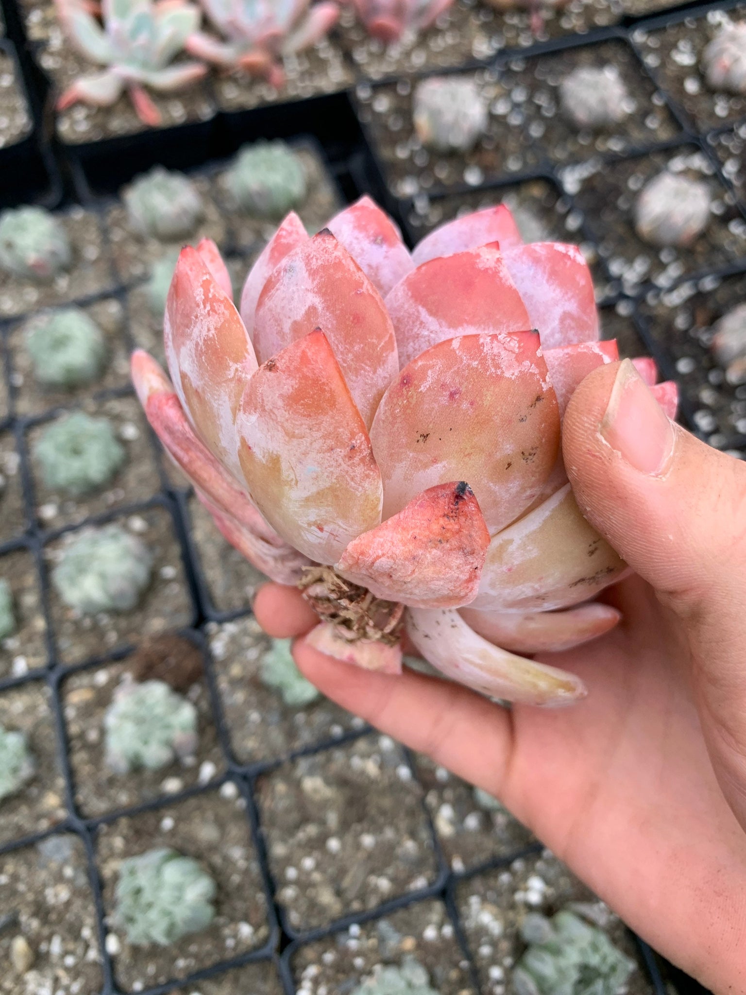 orange monroe succulent Echeveria large Orange Monroe