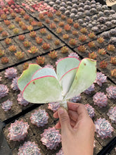Load image into Gallery viewer, Cotyledon orbiculata ‘Hakubi’ - April Farm/Rare Succulents