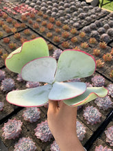 Load image into Gallery viewer, Cotyledon orbiculata ‘Hakubi’ - April Farm/Rare Succulents