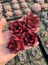 Load image into Gallery viewer, Echeveria Agavoides Cayenne - April Farm/Rare Succulents