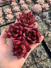 Load image into Gallery viewer, Echeveria Agavoides Cayenne - April Farm/Rare Succulents