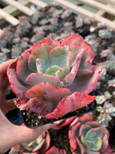 Load image into Gallery viewer, Echeveria &#39;&#39;Dick Wright&quot; Frills - April Farm/Rare Succulents