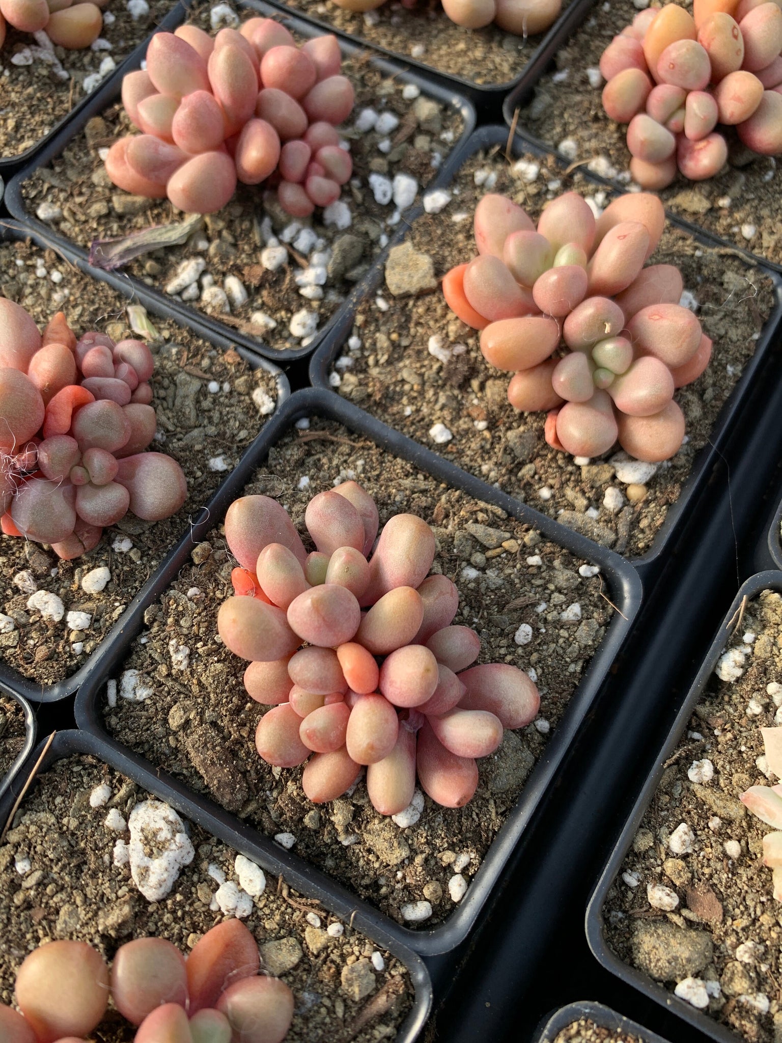 avant garde succulent Graptoveria 'Avant-garde'