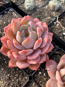 succulents orange county Echeveria large Orange Monroe