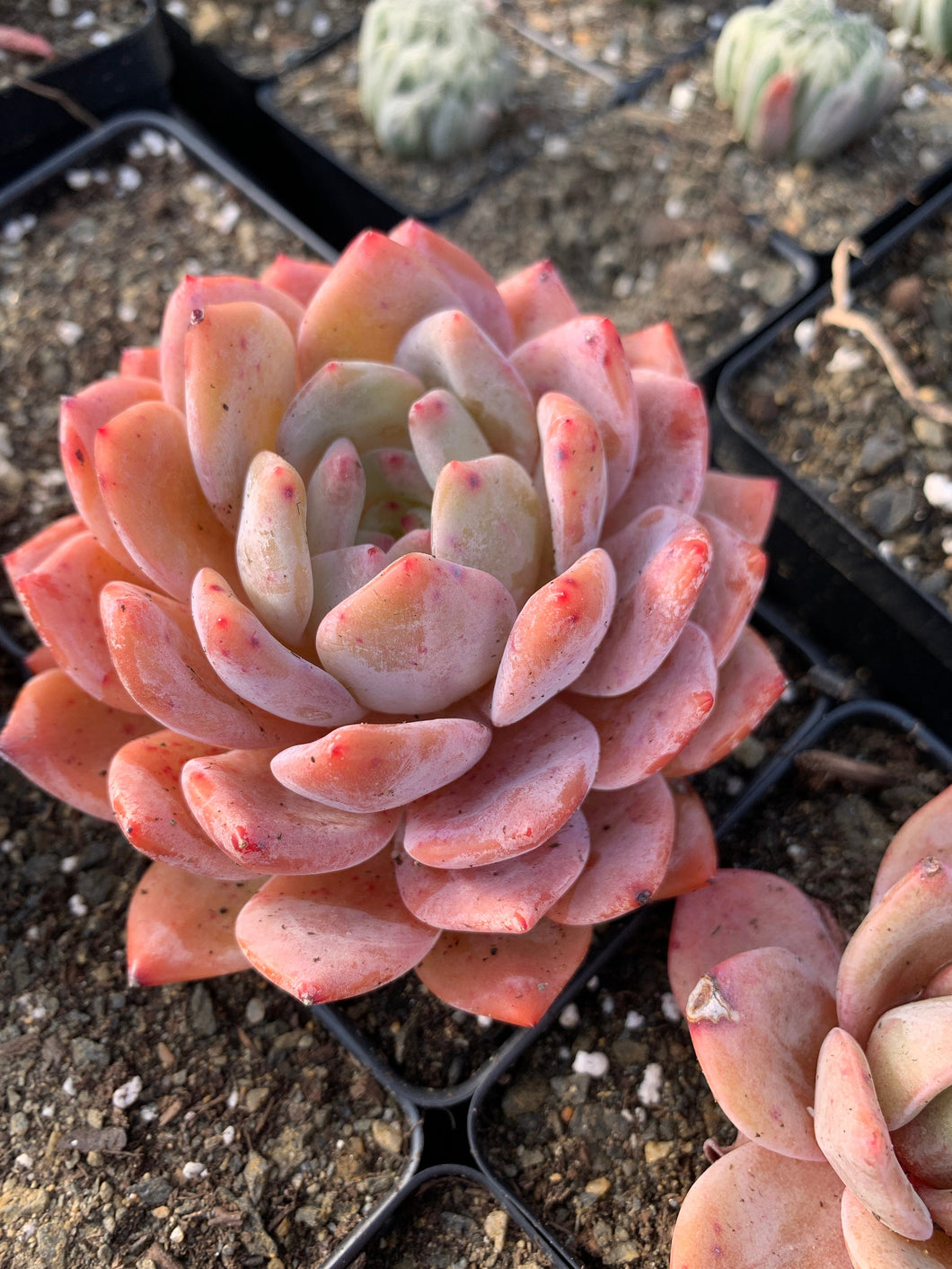 monroe succulent Echeveria large Orange Monroe