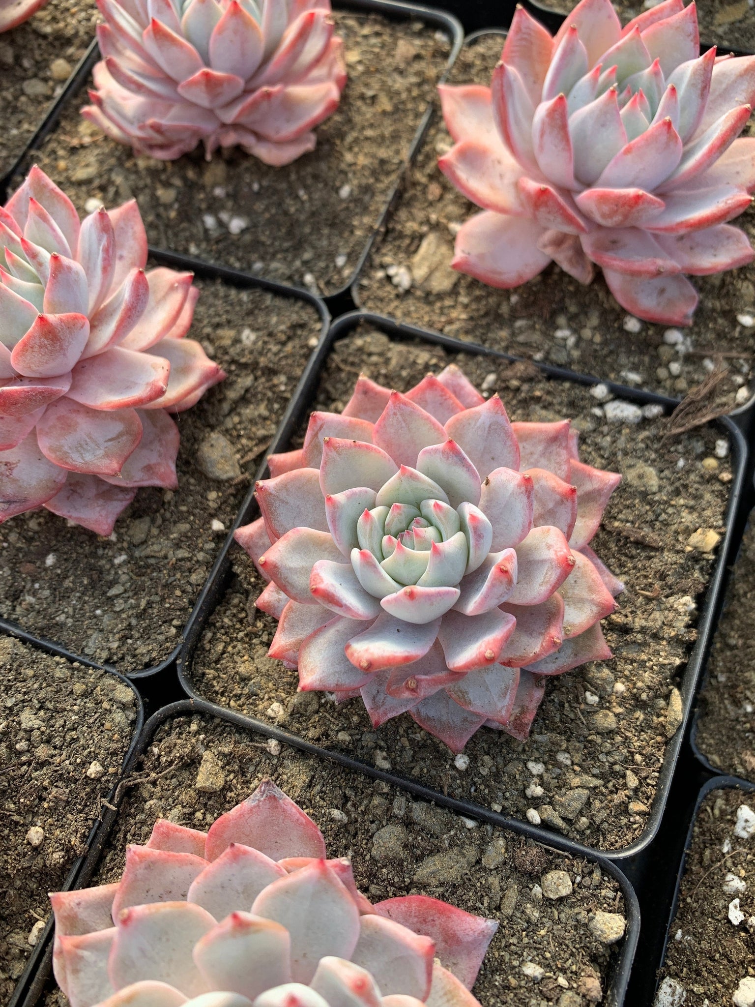 buy blue succulents Echeveria Blue bird
