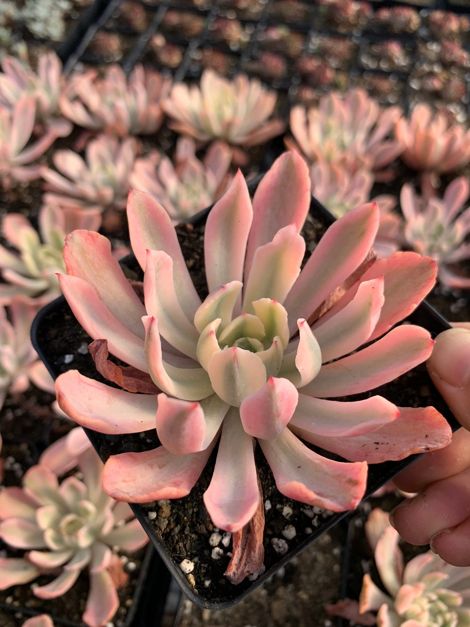 succulent var Echeveria Variegated Hoveyi var zahni