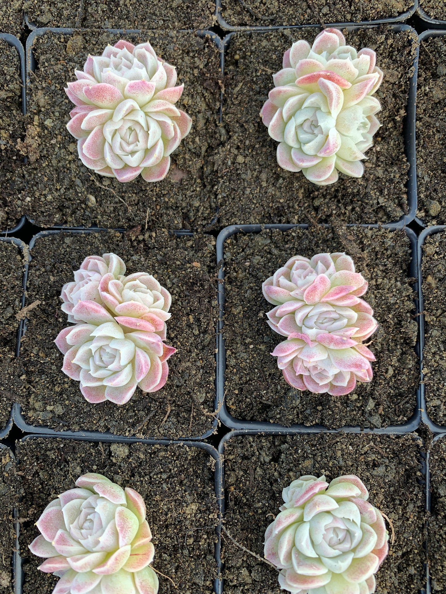 types of white succulents Echeveria White Elegans sp. (mini succulent)