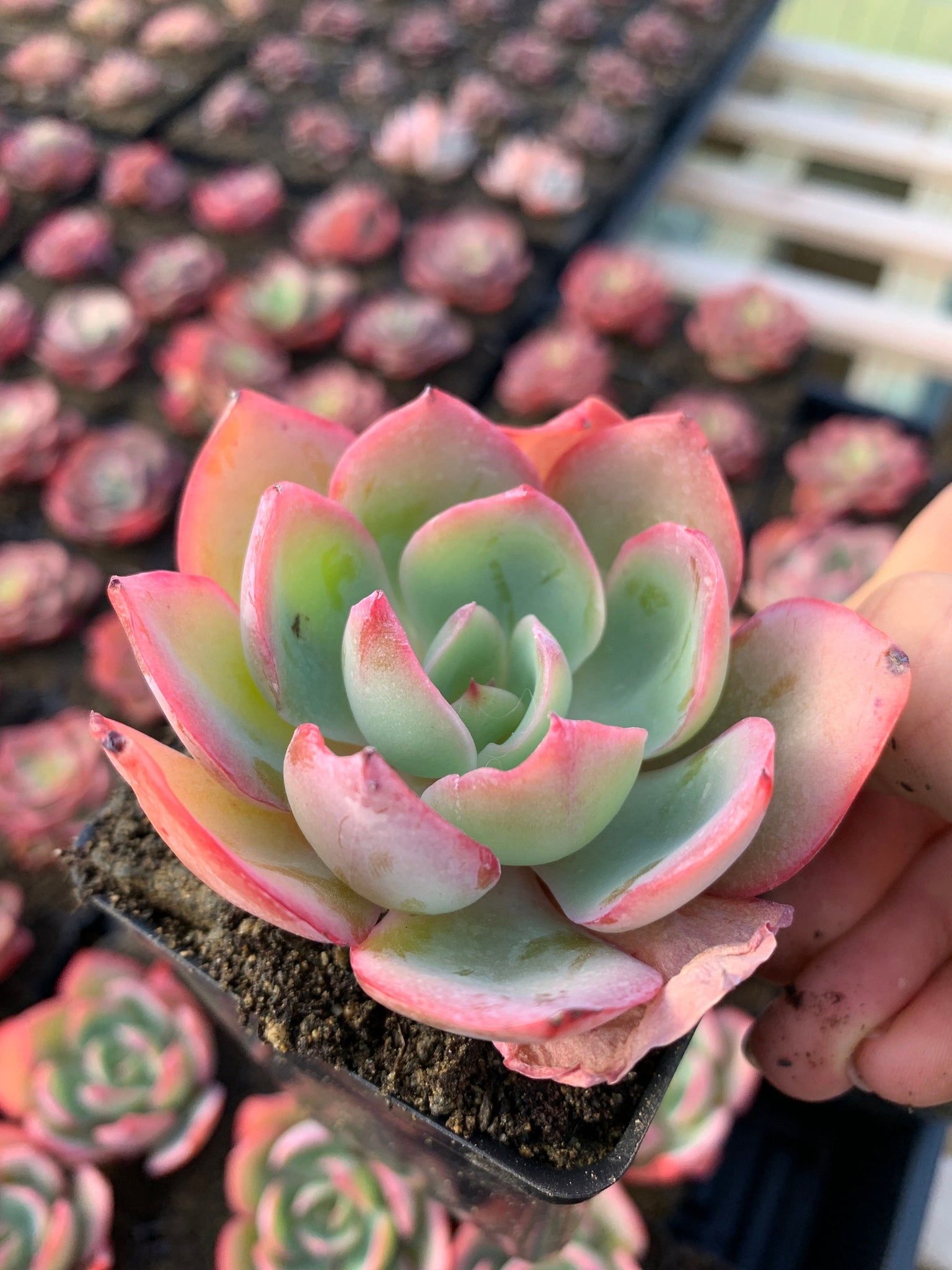 light blue succulents Echeveria Blue light