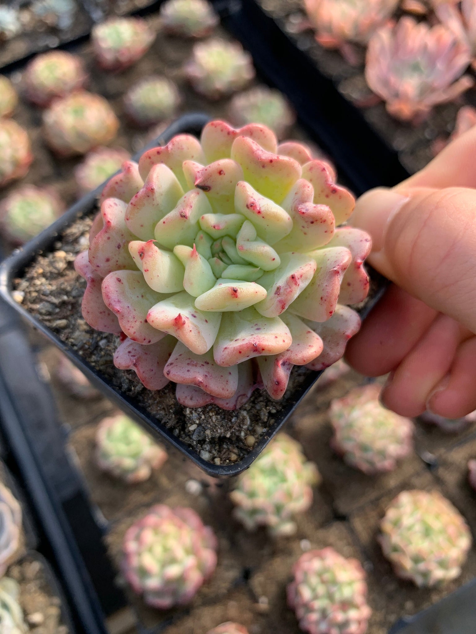 succulent that attracts flies Echeveria Fly to the sky