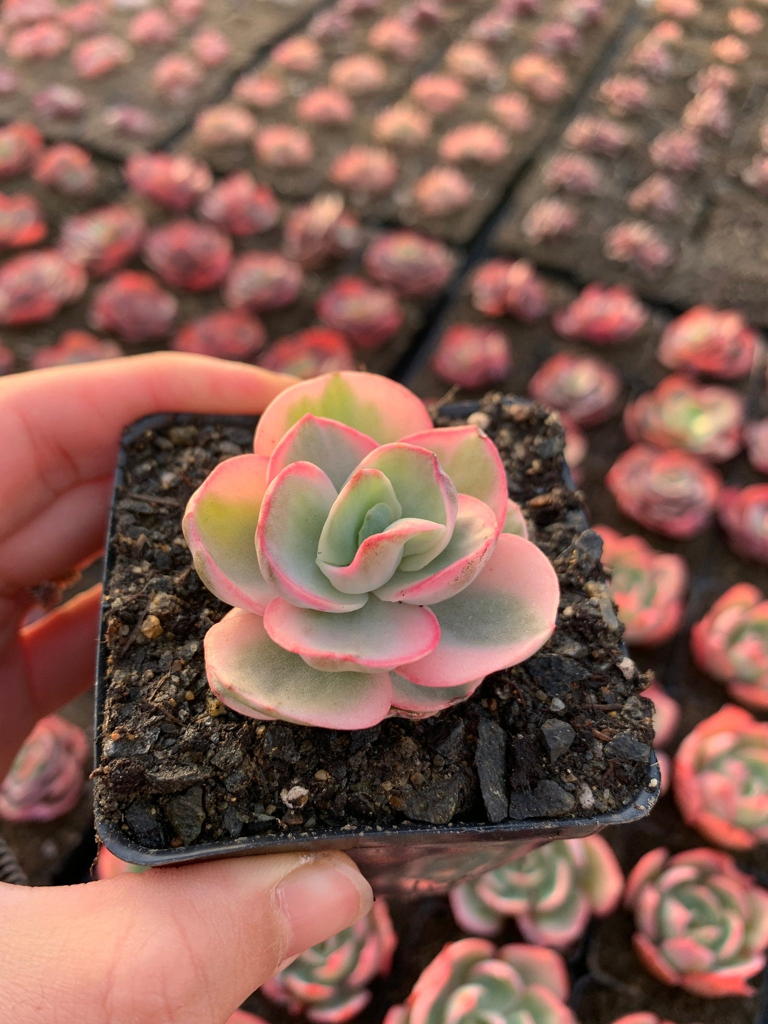 succulents buy online Echeveria Variegated Sunyan single head