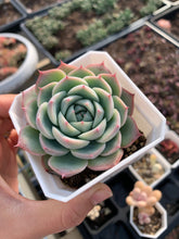 Load image into Gallery viewer, Echeveria Crystal Rose - April Farm/Rare Succulents