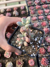 Load image into Gallery viewer, Pachyphytum garciae “apple cheese” - April Farm/Rare Succulents