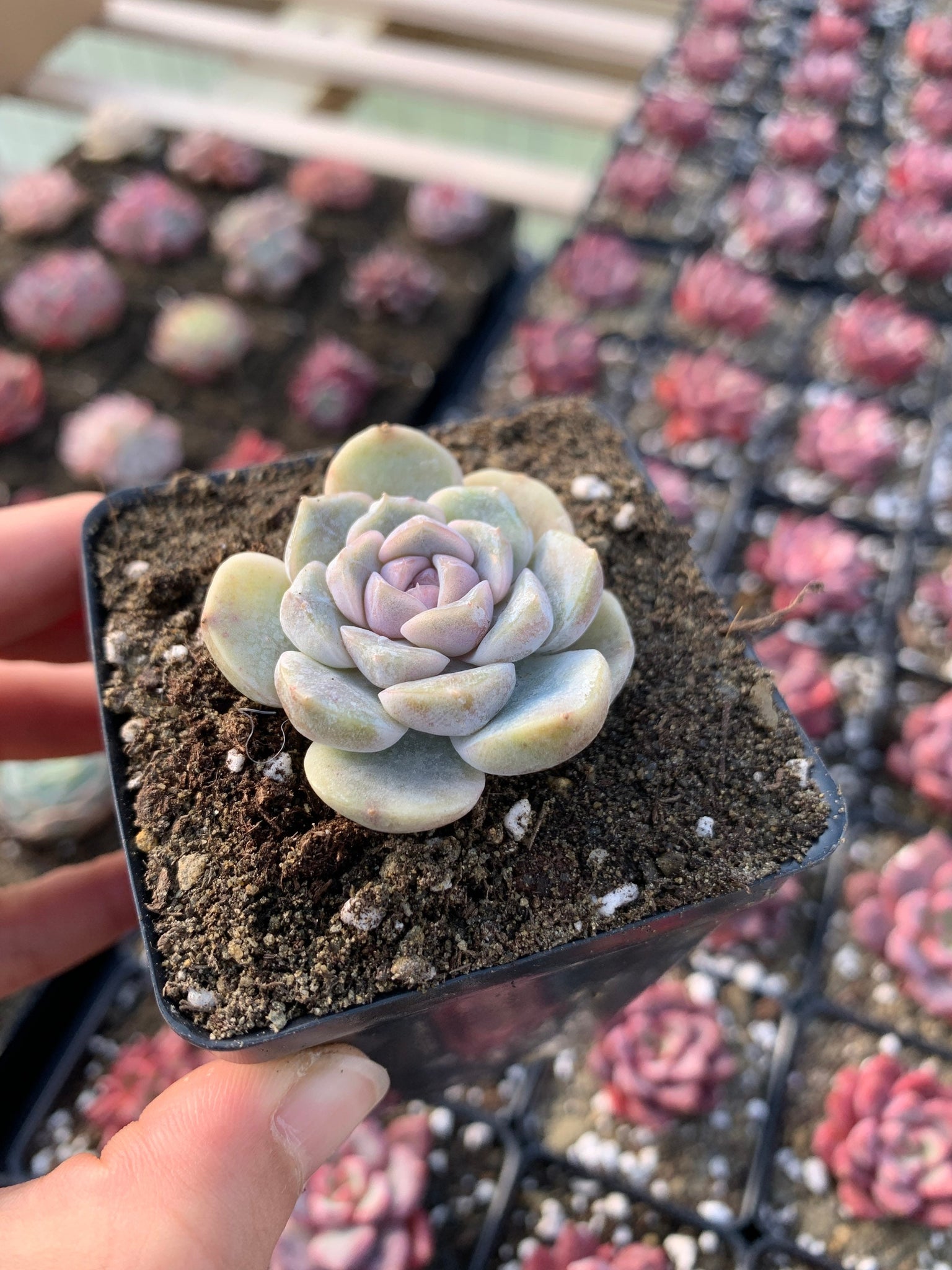 tiny small succulents Echeveria Tiny Burger (mini succulent single head)