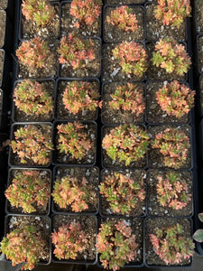 Aeonium sedifolium variegated - April Farm/Rare Succulents