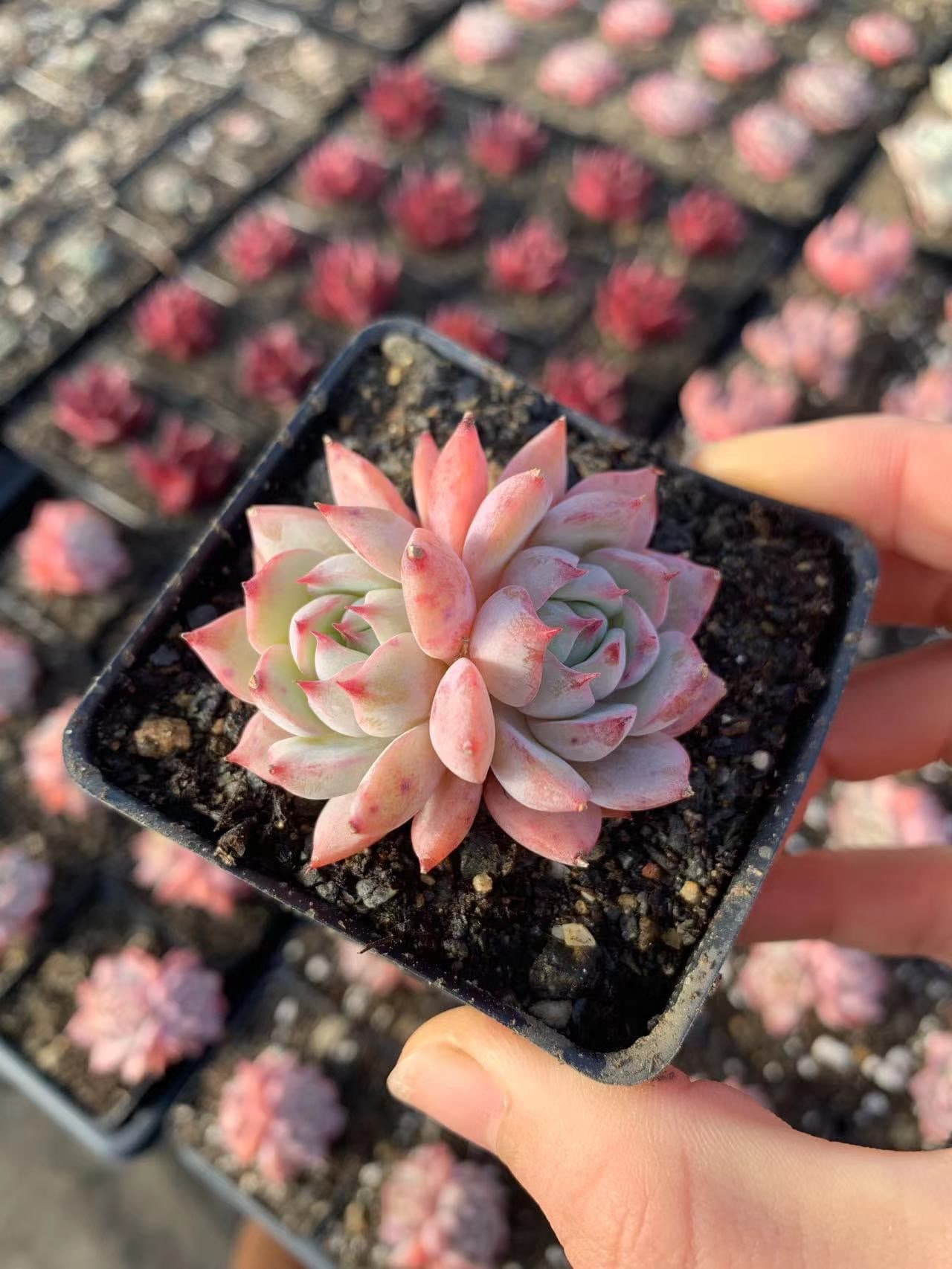 primrue succulent Echeveria Prism
