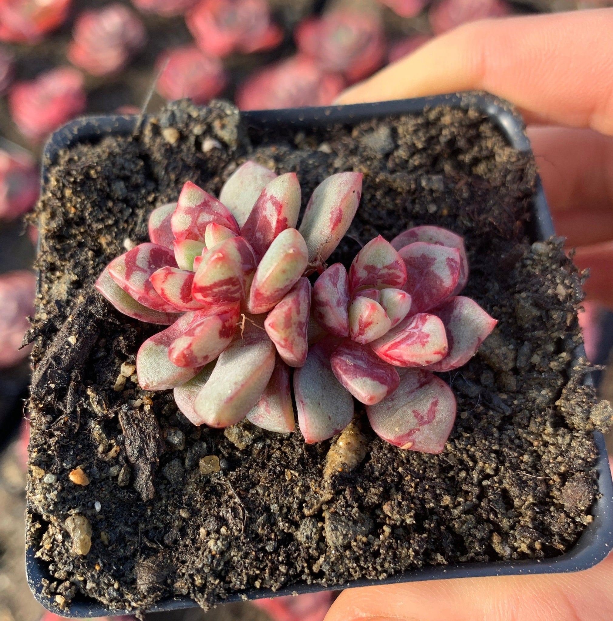 eco succulents Echeveria “Echo"