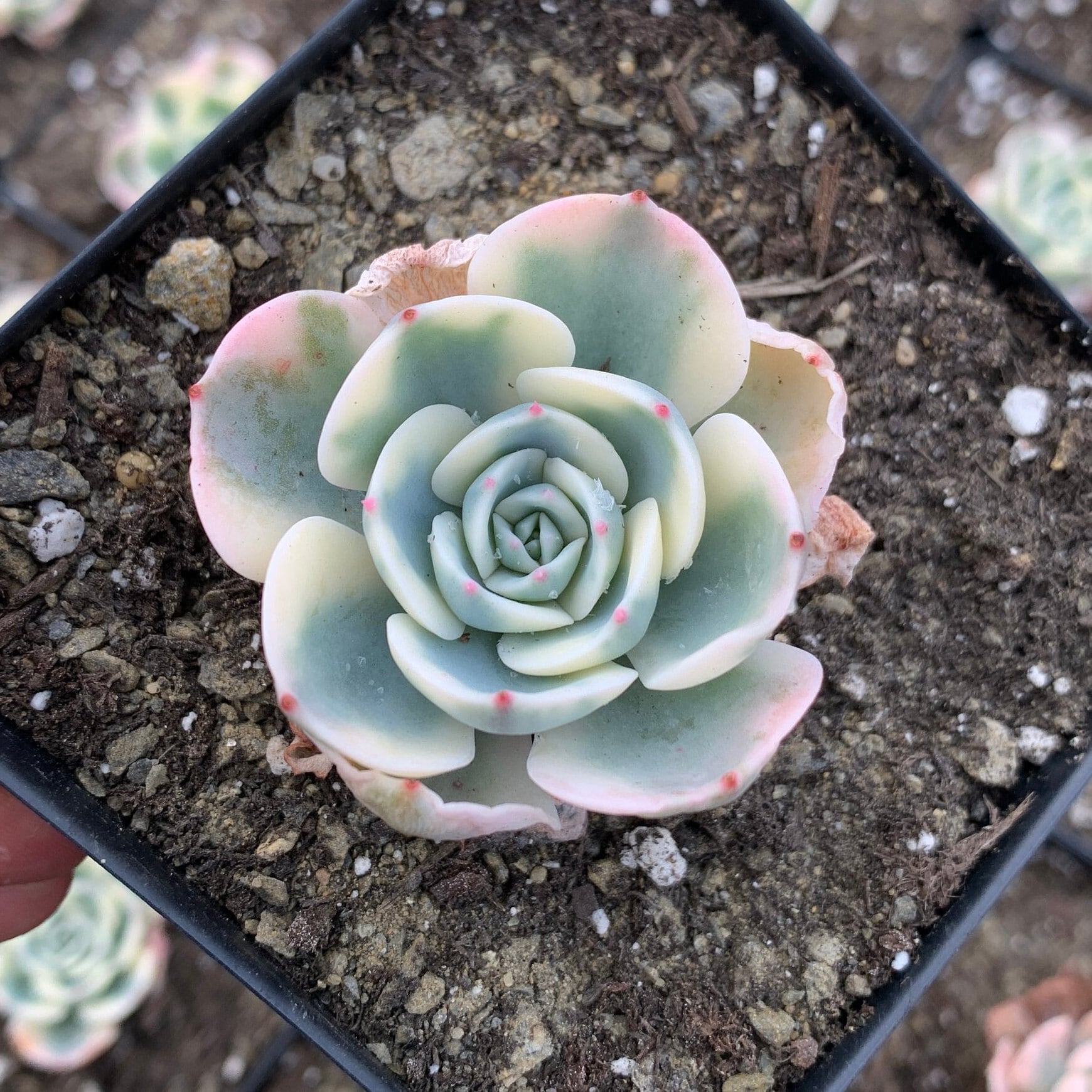 lenore dean succulent Echeveria Lenore Dean (CC)