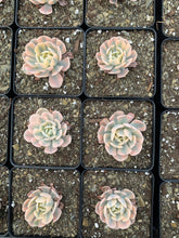 Load image into Gallery viewer, Echeveria variegated Runyonii &#39;Akaihosi&#39; (single stem) - April Farm/Rare Succulents