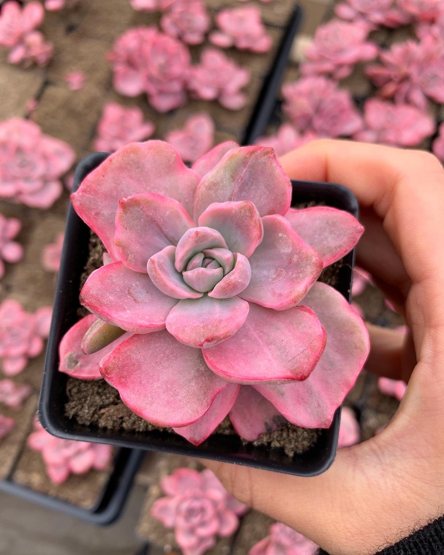 mr succulent Graptoveria Variegated Mrs. Richard