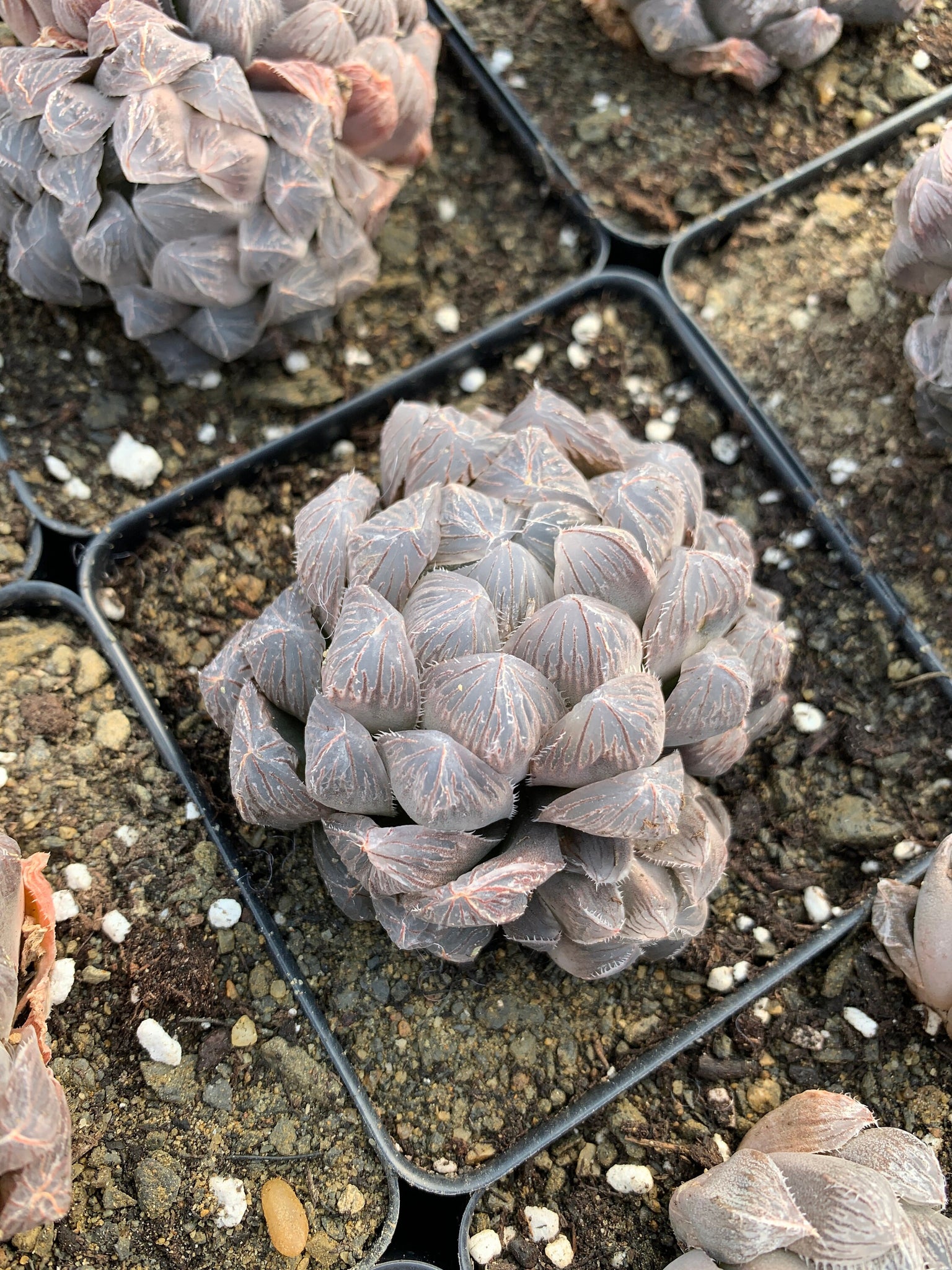 haworthia obtusa 'crystal' light blue transparent succulent Haworthia Obtuse cv. 'Blue Mirror' (stressed in dark color)
