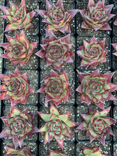 Load image into Gallery viewer, Echeveria Agavoides Ebony sp. - April Farm/Rare Succulents