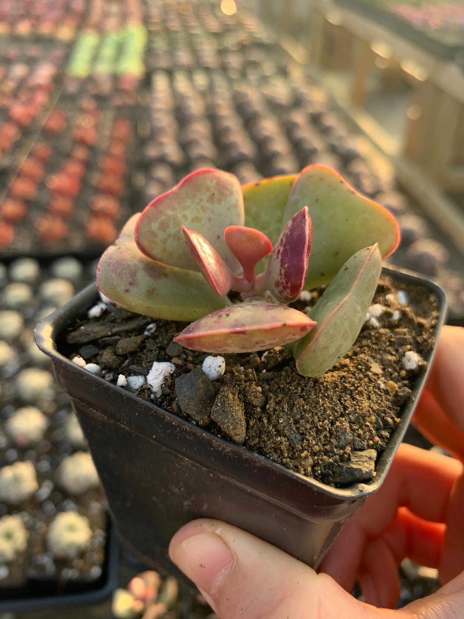 calico heart succulent Adromischus Triflorus 'Calico Hearts'