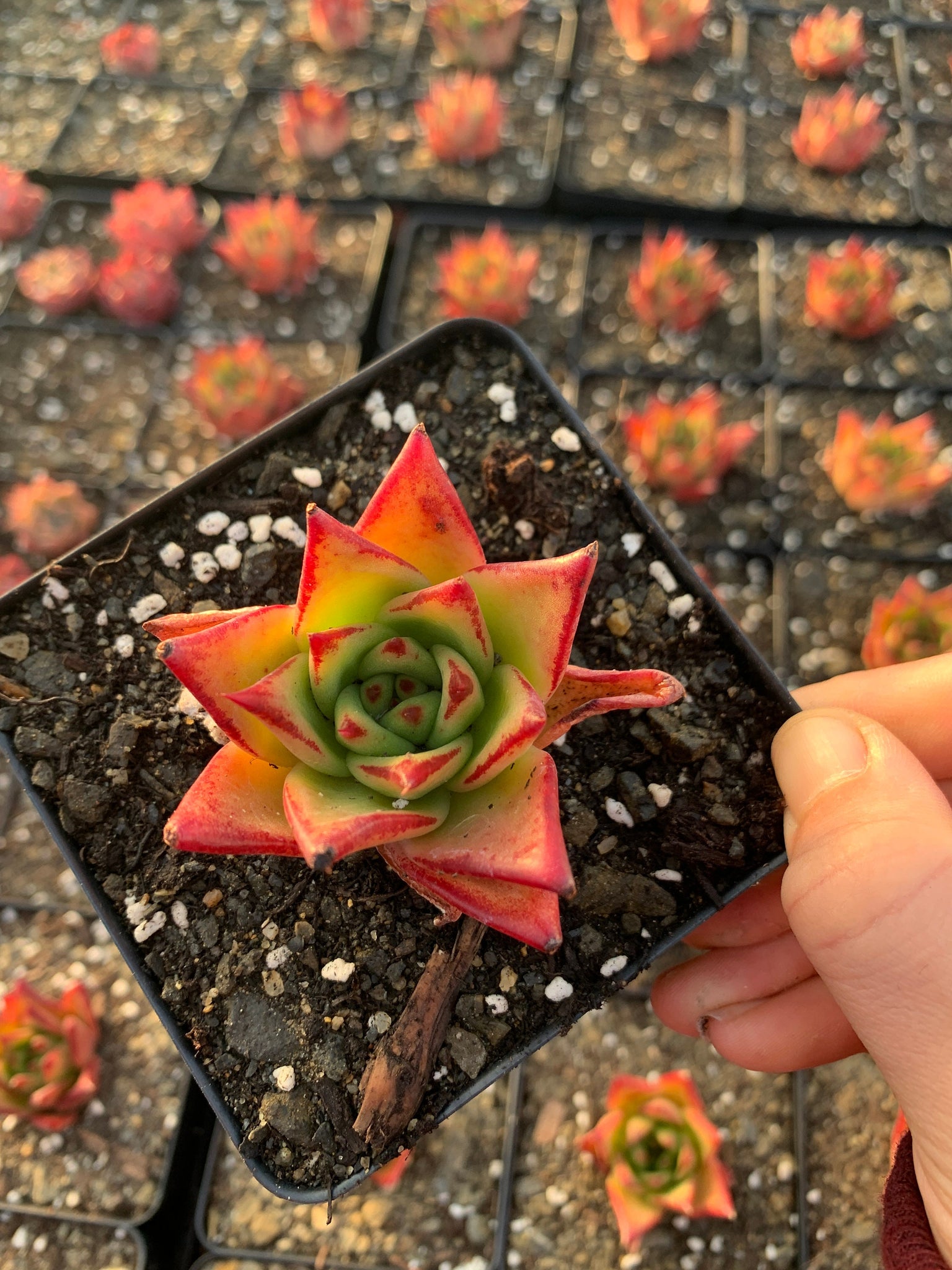 echeveria lipstick succulent Echeveria Agavoides Lipstick