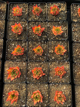 Load image into Gallery viewer, Echeveria Agavoides Lipstick - April Farm/Rare Succulents