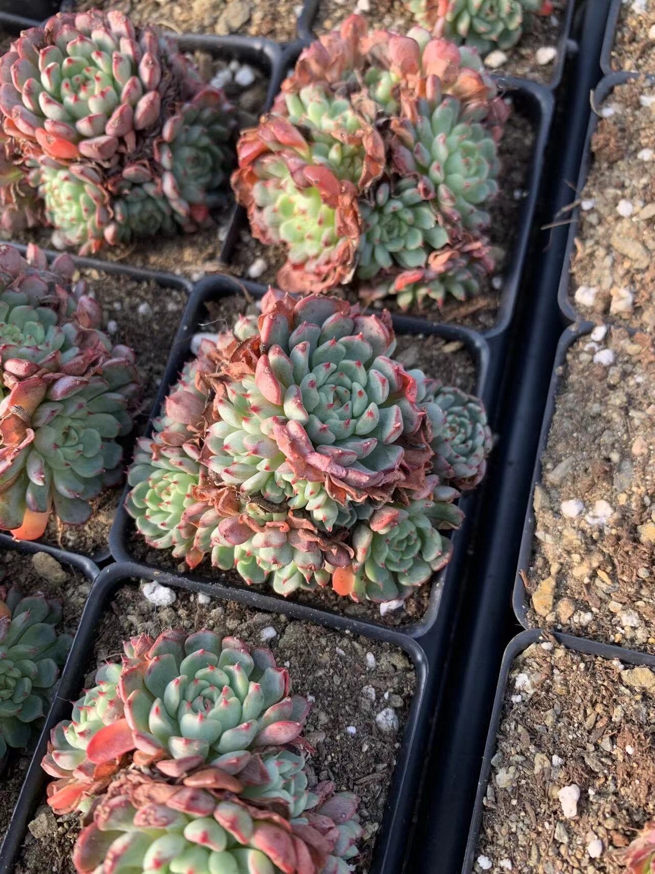 old succulents Echeveria Minima old version