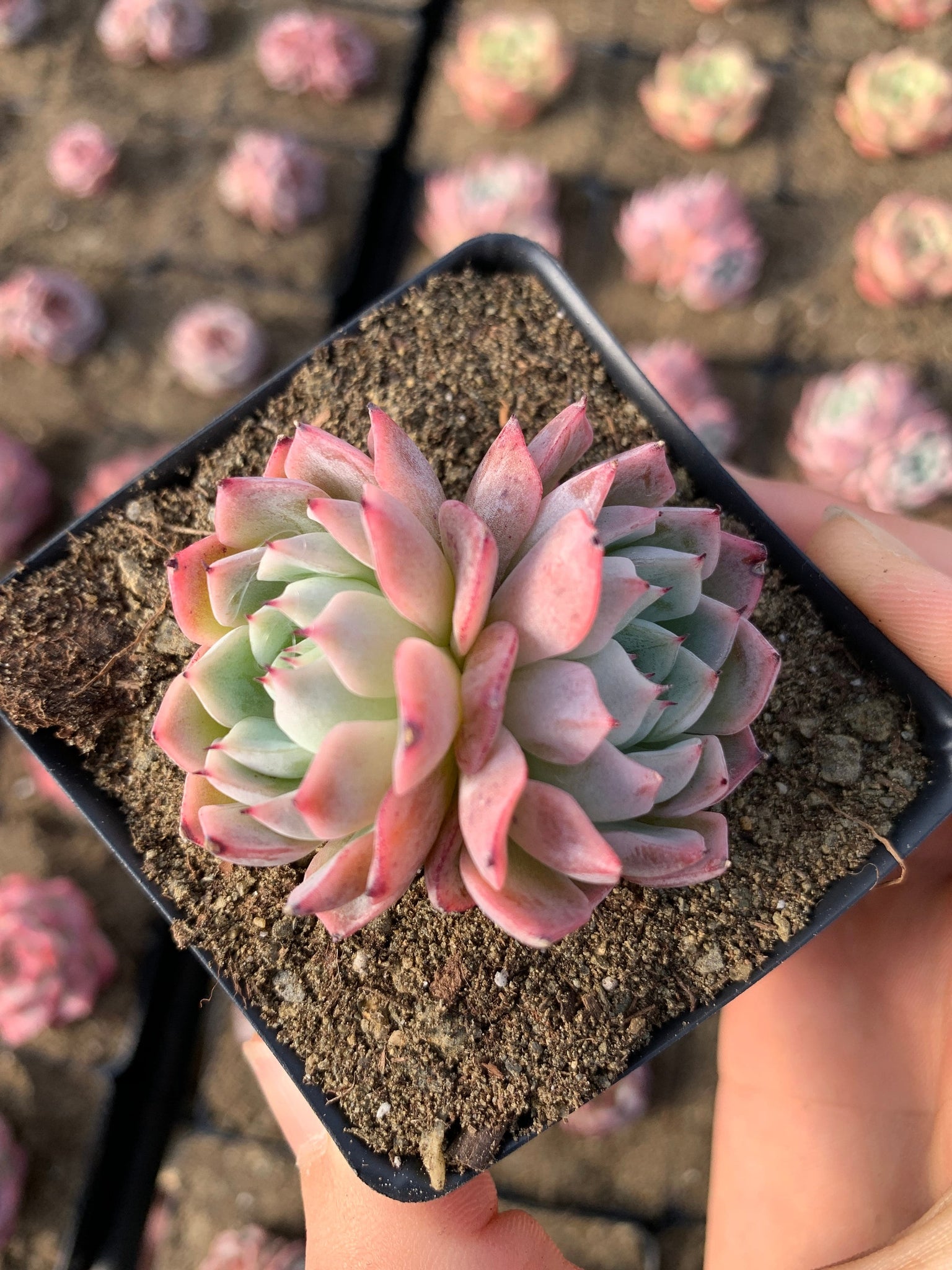 zane succulent Echeveria Pink Mexensis 'Zaragosa'