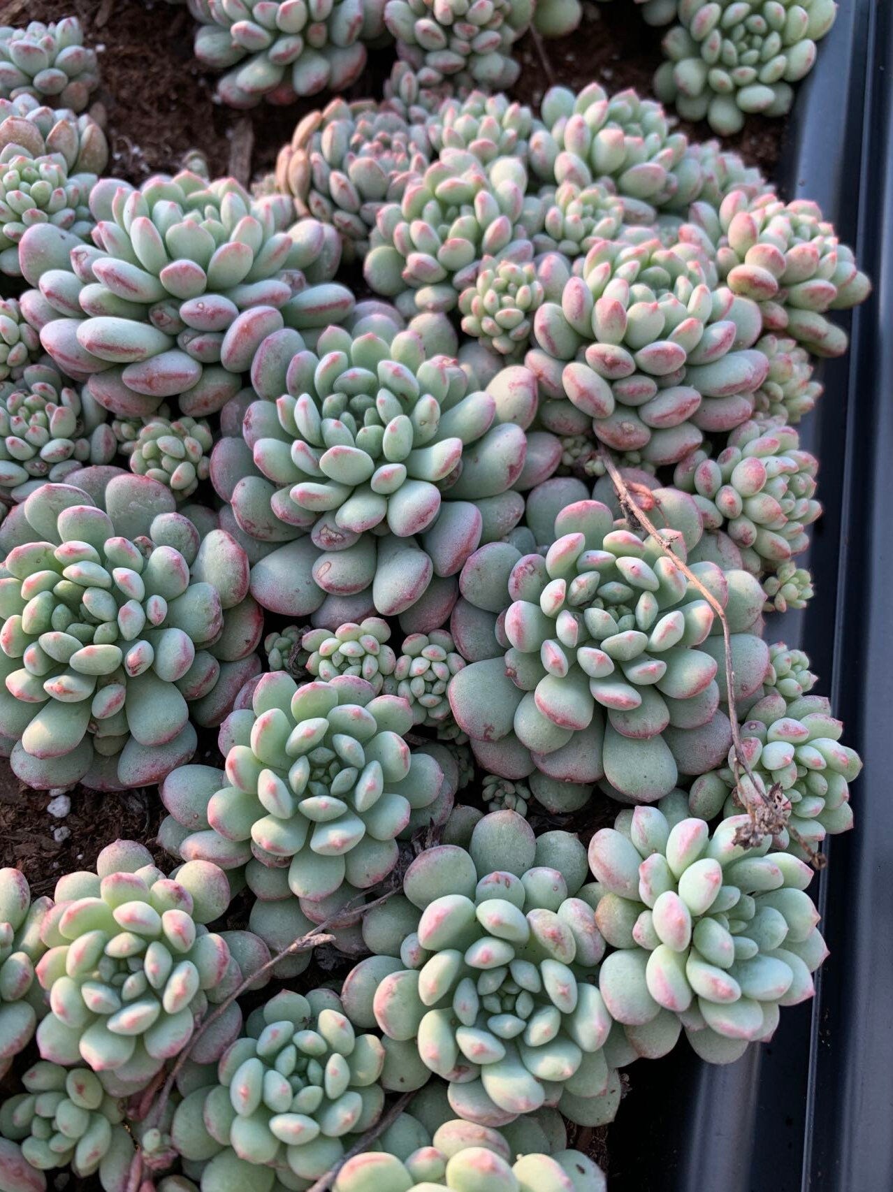 succulents that start with a Echeveria "Amoena"