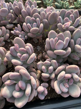 Load image into Gallery viewer, Pachyphytum sp. - April Farm/Rare Succulents