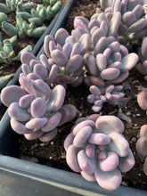 Load image into Gallery viewer, Pachyphytum sp. - April Farm/Rare Succulents