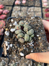 Load image into Gallery viewer, Conophytum minimum wittebergense (has dry skin) - April Farm/Rare Succulents