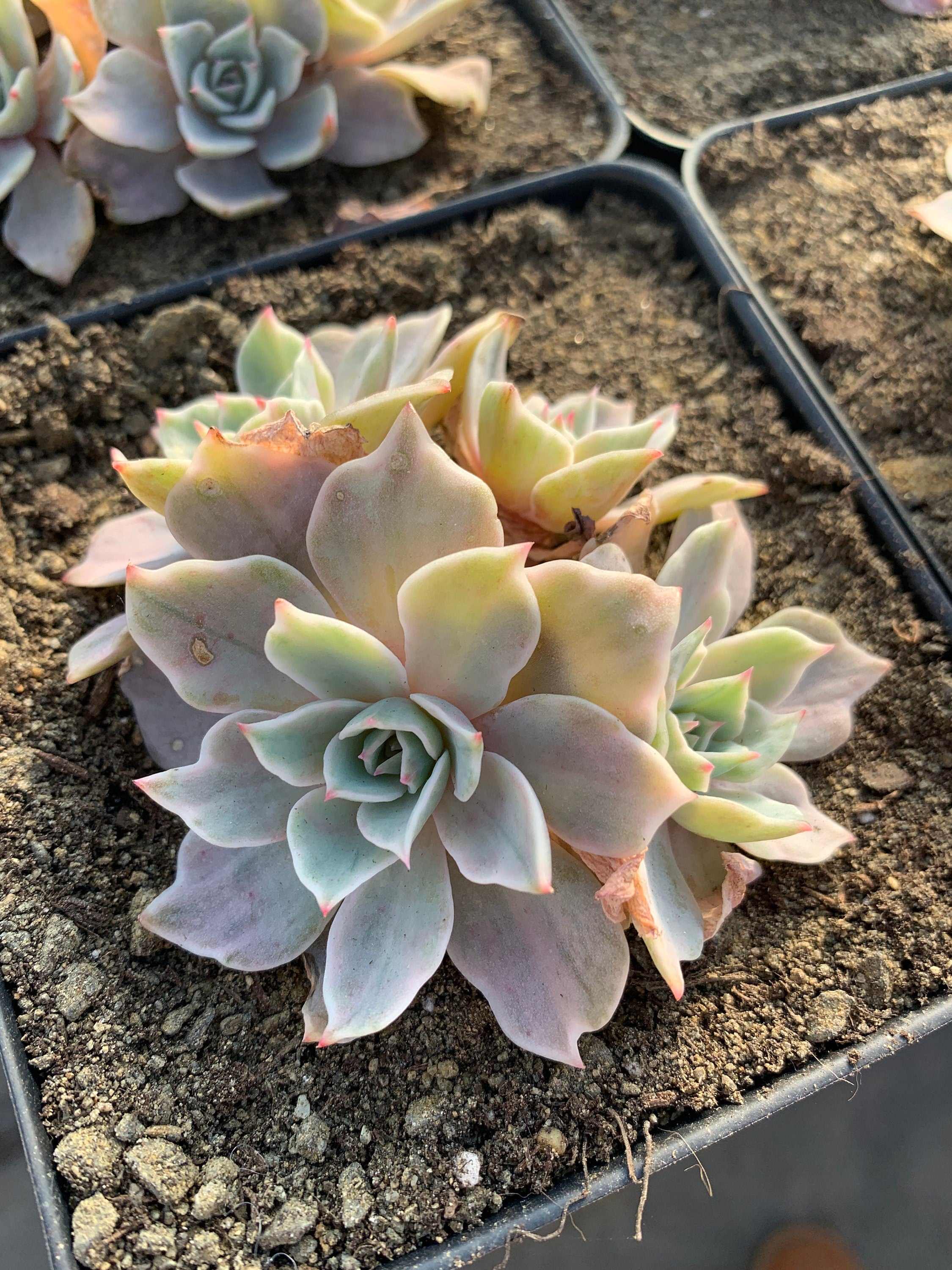 silver queen succulent Echeveria Silver Queen Variegated(cluster may fall apart)