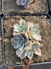 Load image into Gallery viewer, Echeveria Silver Queen Variegated(cluster may fall apart) - April Farm/Rare Succulents