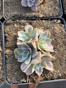 silver queen succulent Echeveria Silver Queen Variegated(cluster may fall apart)
