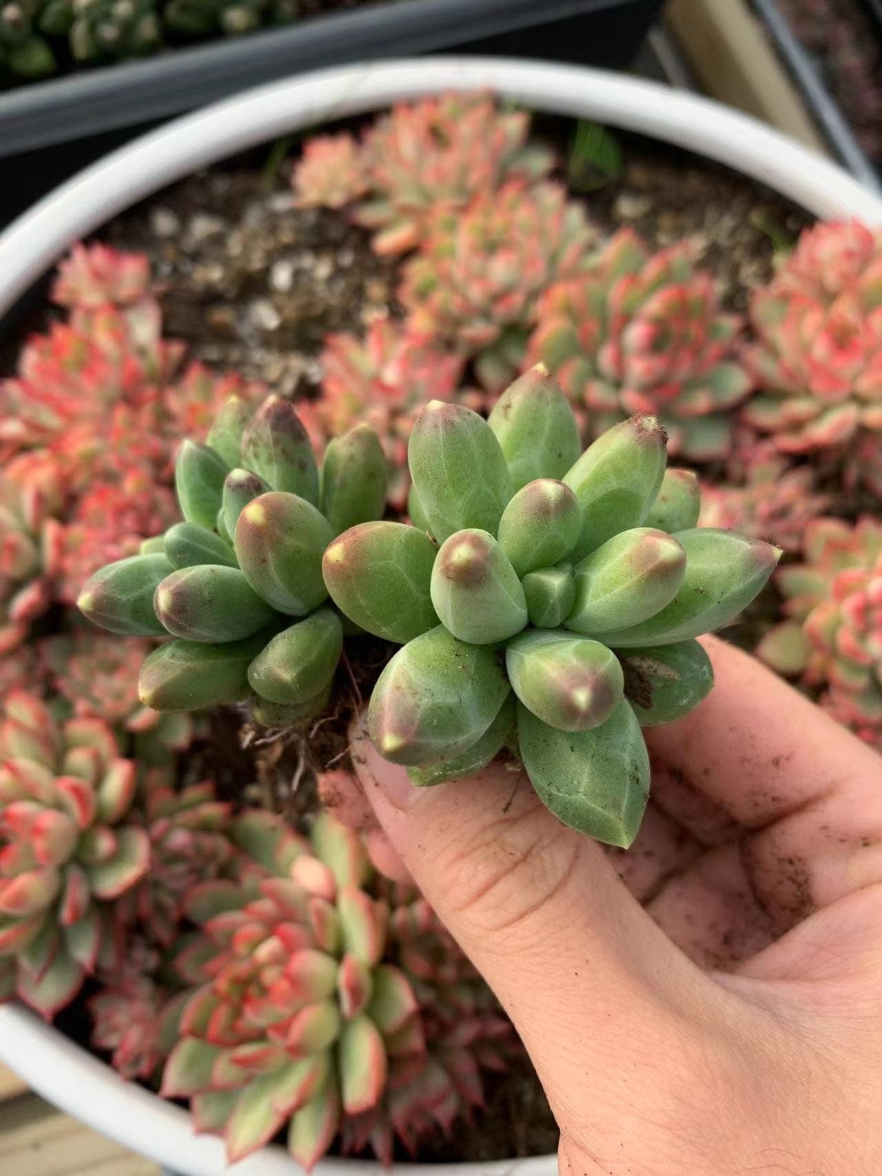 pachyphytum compactum succulent Pachyphytum Compactum