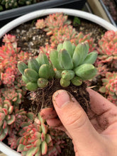 Load image into Gallery viewer, Pachyphytum Compactum - April Farm/Rare Succulents
