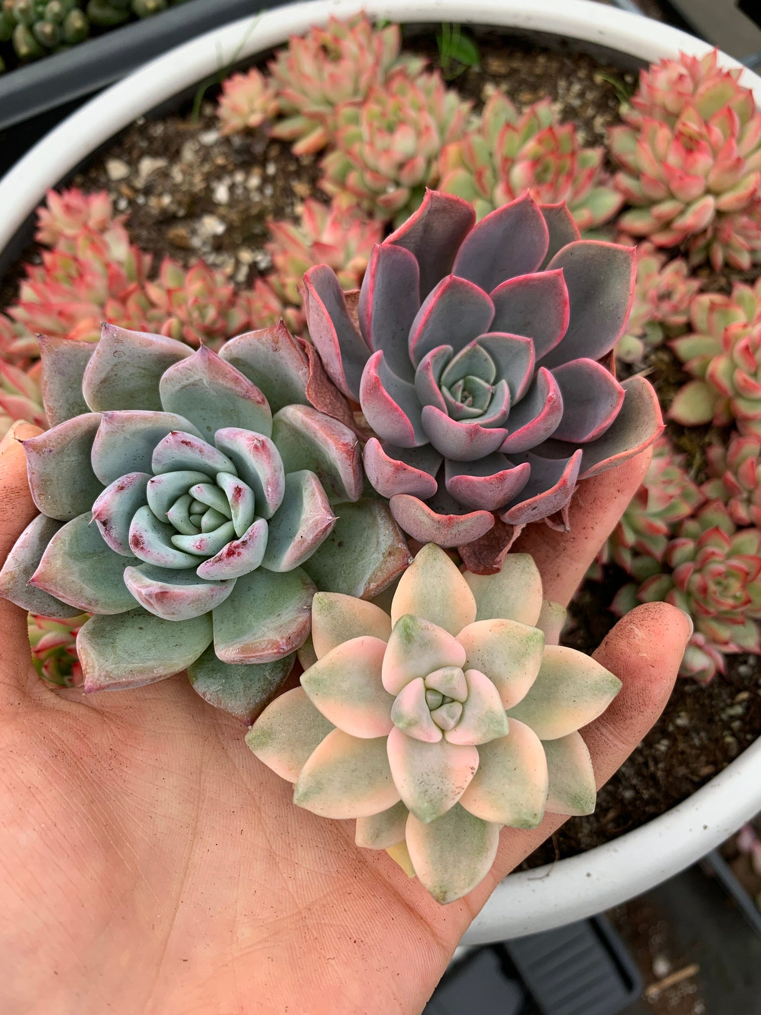 j and j succulents Succulent combo J