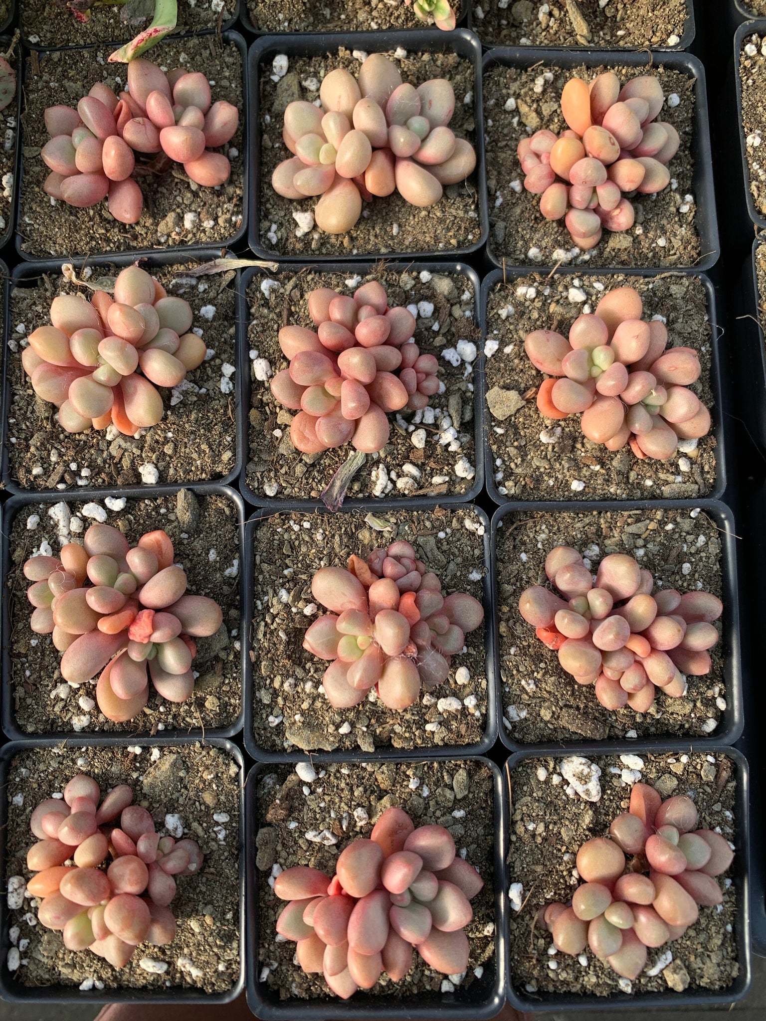 avant garde succulent Graptoveria 'Avant-garde'