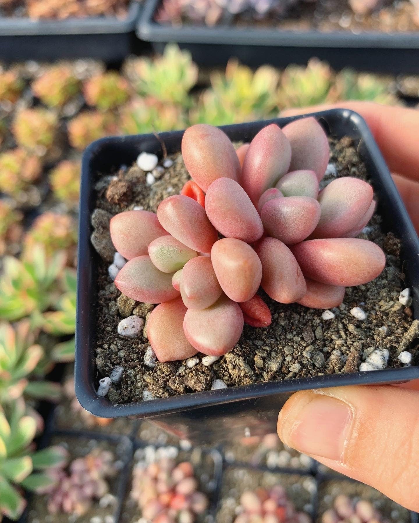 avant garde succulent Graptoveria 'Avant-garde'
