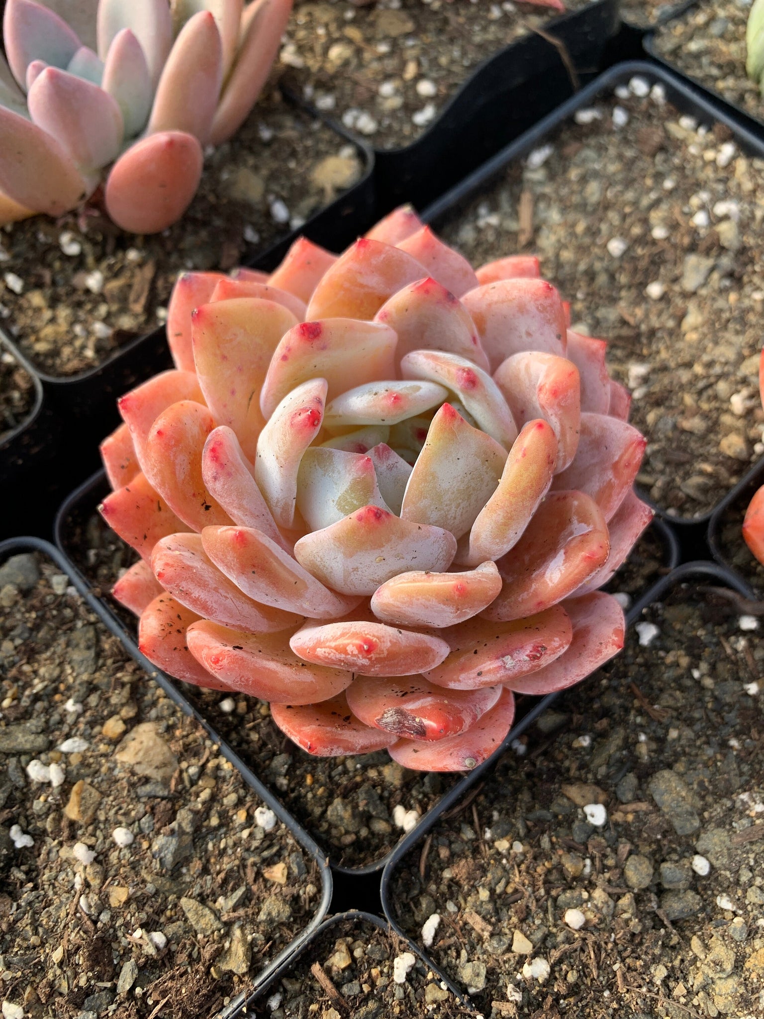 orange succulents Echeveria large Orange Monroe