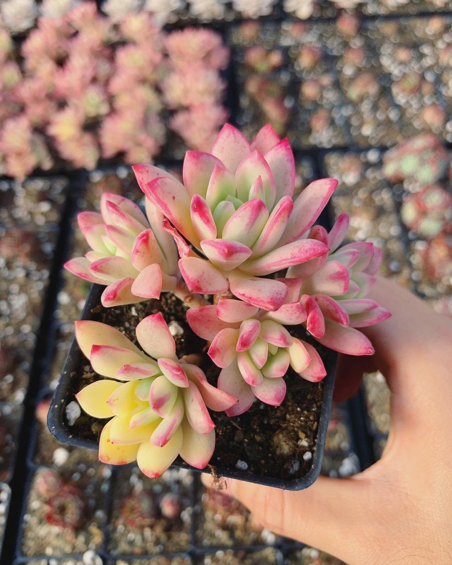 variegata succulent Echeveria variegated 'Mini Belle'