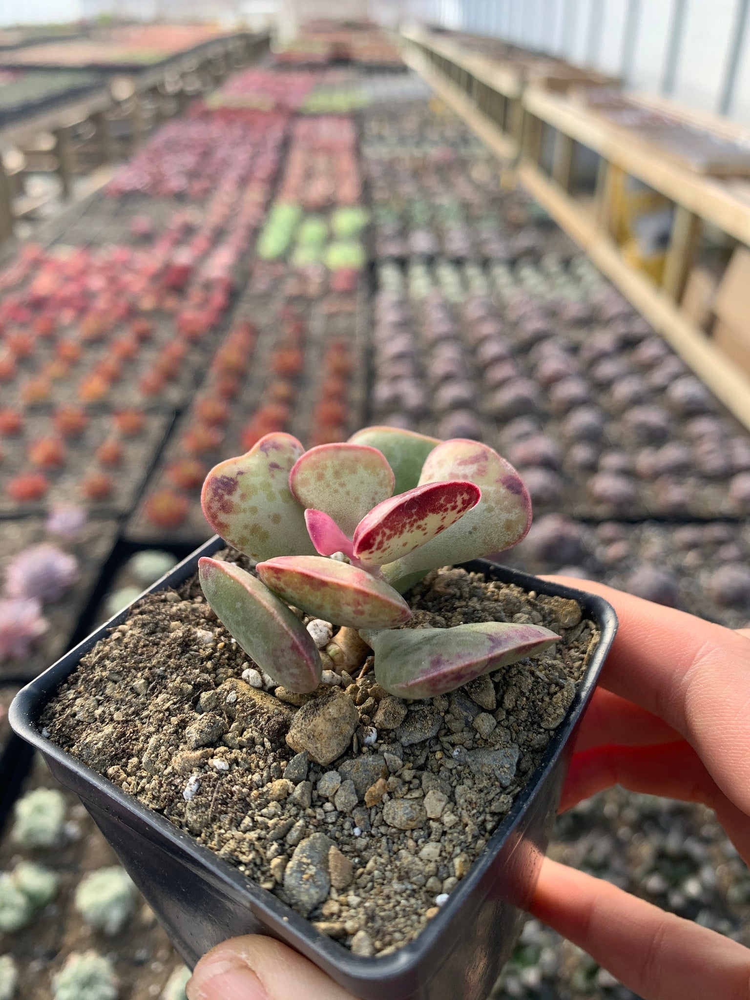 calico heart succulent Adromischus Triflorus 'Calico Hearts'