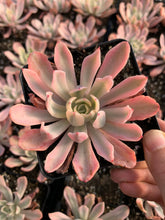Load image into Gallery viewer, Echeveria Variegated Hoveyi var zahni - April Farm/Rare Succulents