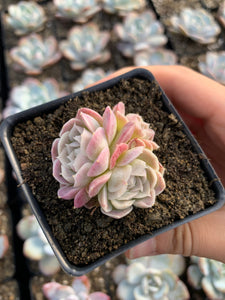 succulent with little white flowers Echeveria White Elegans sp. (mini succulent)
